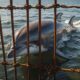 dolphins trapped in bekasi