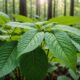 kratom leaves benefits and risks