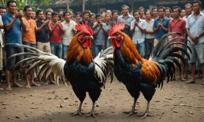 cockfighting in bali debate