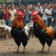 cockfighting in bali debate