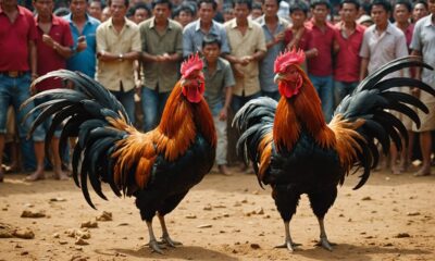 cockfighting tradition and legality