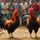 cockfighting tradition and legality