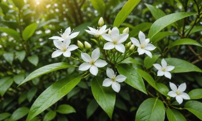 jasmine flower health benefits