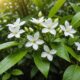 jasmine flower health benefits