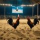 legalized cockfighting online system