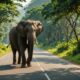 wild elephants journeying beautifully